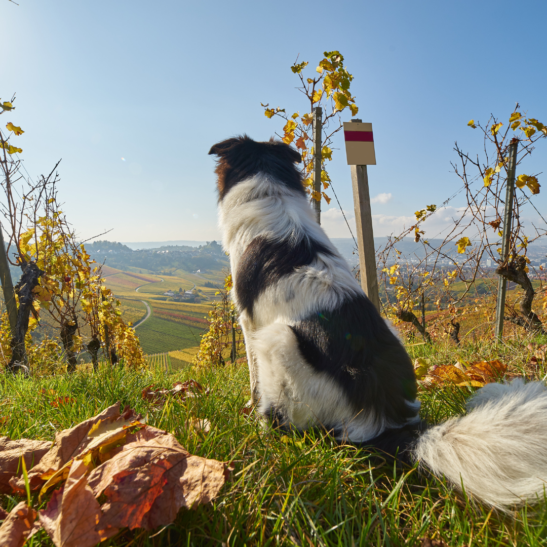 20 best dog friendly vineyards in the UK