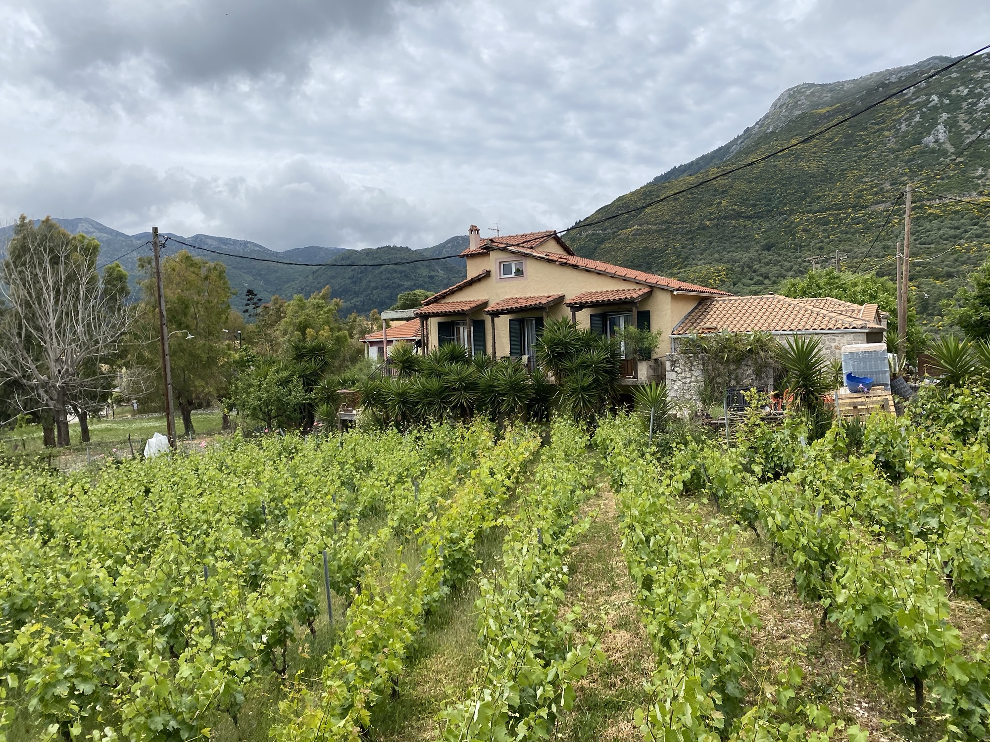 Wine tasting in Lefkada mountains at Siflogo winery